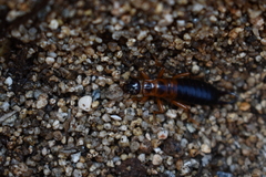 Gonolabina