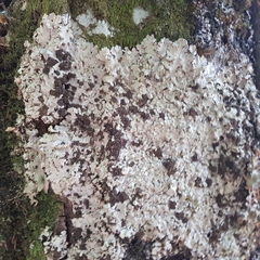 Ricasolia amplissima