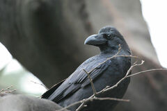 Corvus macrorhynchos