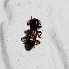 Priocera castanea