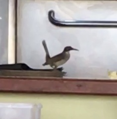 Cinclocerthia gutturalis