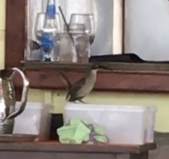 Cinclocerthia gutturalis