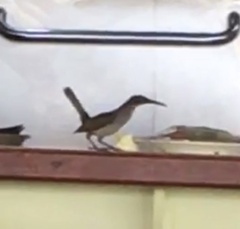 Cinclocerthia gutturalis