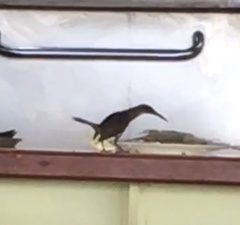 Cinclocerthia gutturalis