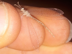 Neuroleon arenarius