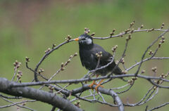 Spodiopsar cineraceus