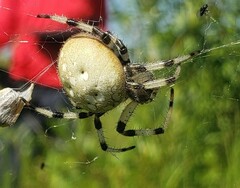 Araneus trifolium