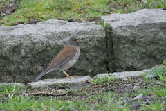 Turdus pallidus