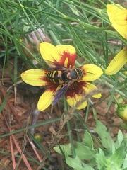 Bicyrtes insidiatrix