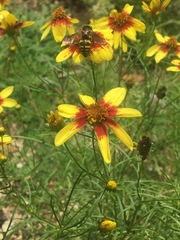 Bicyrtes insidiatrix