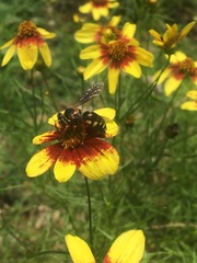 Bicyrtes insidiatrix