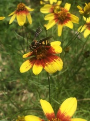 Bicyrtes insidiatrix