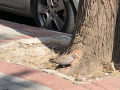 Streptopelia decaocto