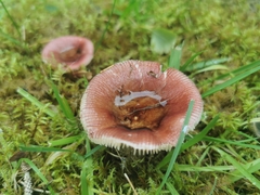 Russula nitida