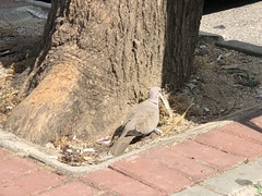 Streptopelia decaocto