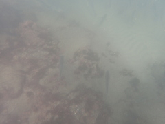 Roncador stearnsii