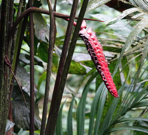 Image of Heliconia mariae by (c) Matthew Blissett, some rights reserved (CC BY)
