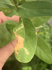 Caloptilia hypericella