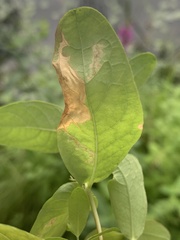 Caloptilia hypericella