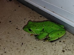 Agalychnis dacnicolor