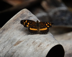 Anthanassa drusilla