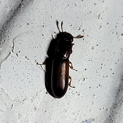 Aulonium tuberculatum