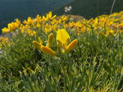 Genista radiata