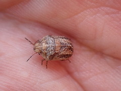 Psacasta tuberculata