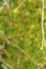 Carex erebus