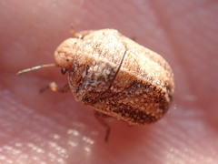 Psacasta tuberculata