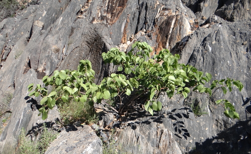 Kaoko Grape (Cissus nymphaeifolia)