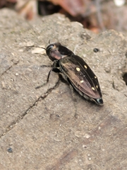 Phaenops drummondi