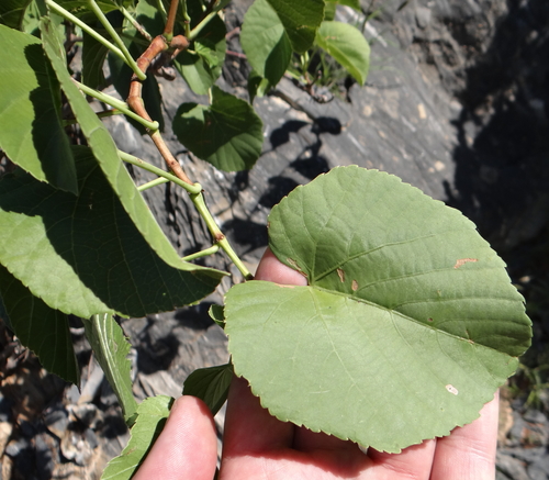 Cissus nymphaeifolia image