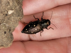 Phaenops drummondi
