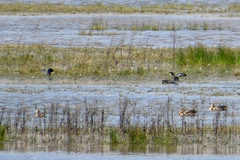 Fulica ardesiaca