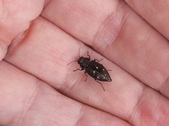 Phaenops drummondi