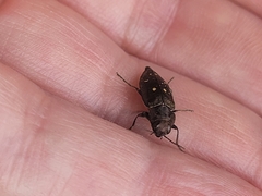 Phaenops drummondi