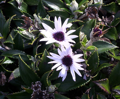 Macrolearia chathamica