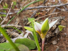 Romulea barkerae