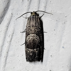 Ofatulena duodecemstriata