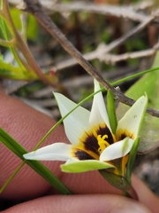 Romulea barkerae