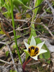Romulea barkerae