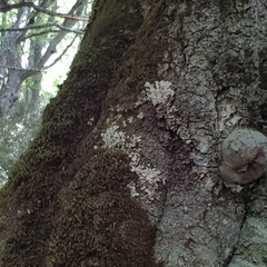 Ricasolia amplissima