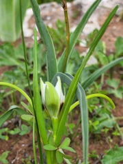 Romulea barkerae