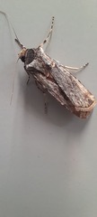 Agrotis munda