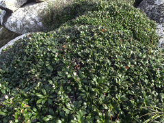 Macrolearia chathamica