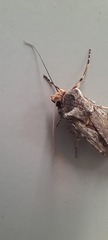 Agrotis munda