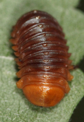 Monocesta coryli