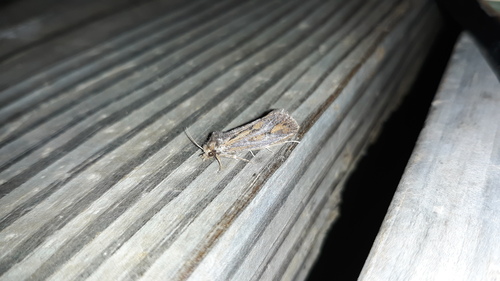 Clemens' Grass Tubeworm Moth photo 4