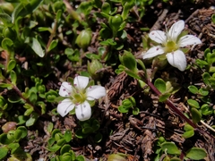 Arenaria biflora